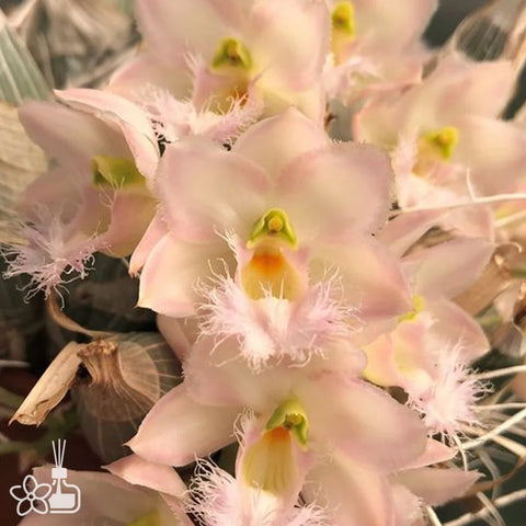 [Pseudobulb] Clowesia Grace Dunn 格蕾絲 [Jan Preorder 26]