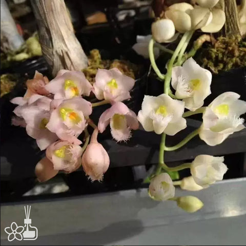 [Pseudobulb] Clowesia Grace Dunn 格蕾絲 [Jan Preorder 26]