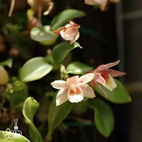 [Bare-root]Eria rhomboidalis 菱唇蛤蘭 [Jan Preorder 26]