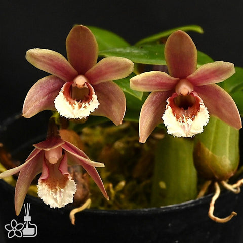 [Bare-root]Eria rhomboidalis 菱唇蛤蘭 [Jan Preorder 26]