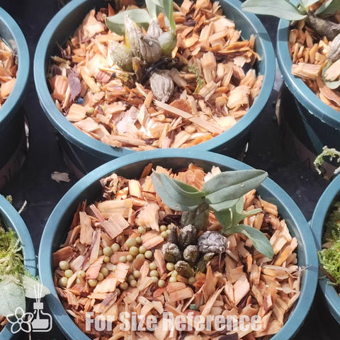 [Bare-root] Den bellatulum 矮石斛 [Jan preorder 26]