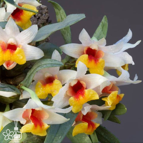 [Bare-root] Den bellatulum 矮石斛 [Jan preorder 26]