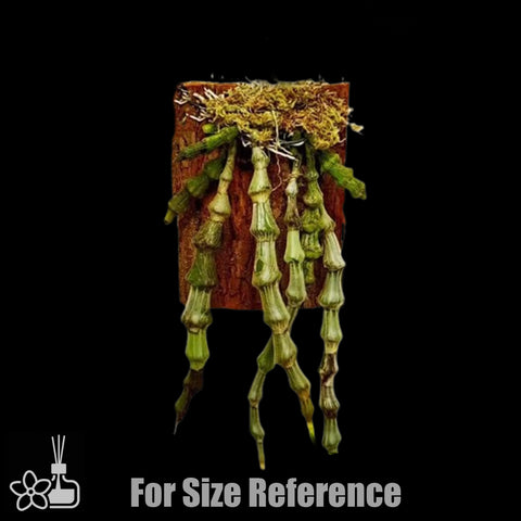 [Bare-root]Dendrobium pendulum 腫節石斛 [Jan Preorder 26]