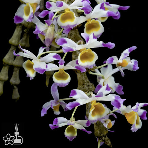 [Bare-root]Dendrobium pendulum 腫節石斛 [Jan Preorder 26]