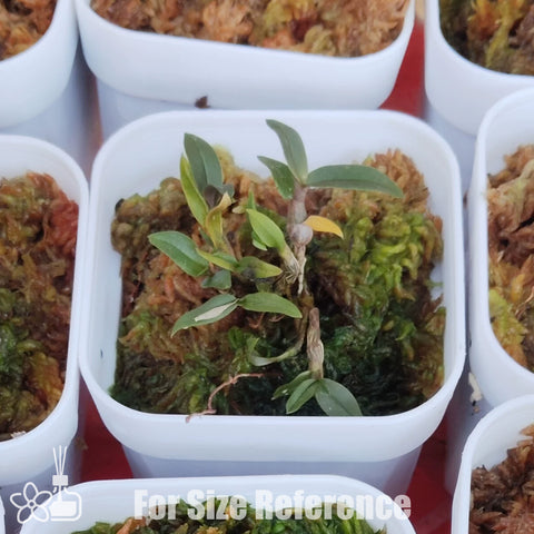 [Bare-root]Den fuscifaucium 紅花河口石斛 [Jan Preorder 26]