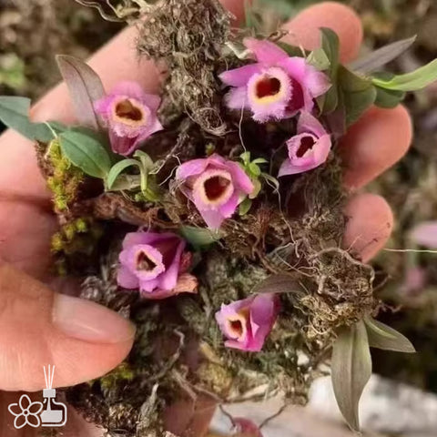 [Bare-root]Den fuscifaucium 紅花河口石斛 [Jan Preorder 26]