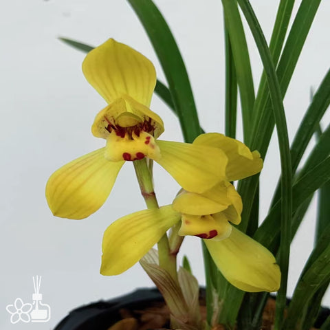 [Bare-root]Cym. goeringii Huan-Jin-Da-Fu-Gui 春蘭黃金大富貴[In Stock]