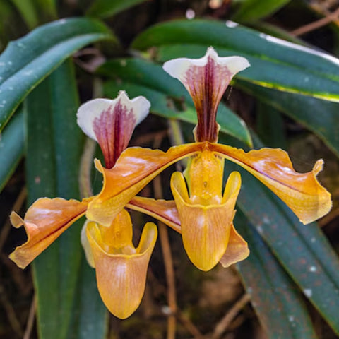 [Bare-root]Paph. villosum xsib 紫毛兜蘭 (BS) [Jan in Stock]