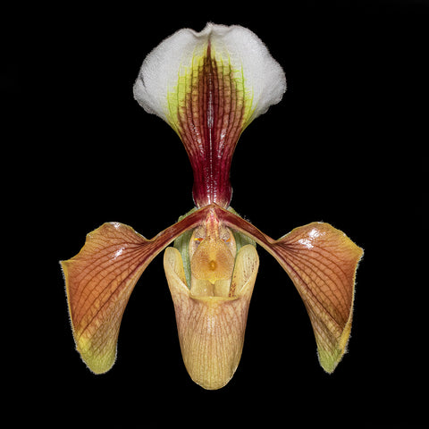 [Bare-root]Paph. villosum xsib 紫毛兜蘭 (BS) [Jan in Stock]