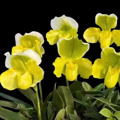 [Bare-root] Paph. Green Meatloaf 綠肉餅(BS) [Jan in stock]