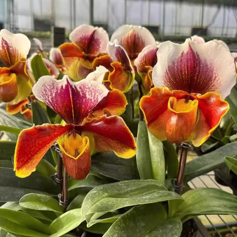 [Bare-root] Paph. Red Meatloaf 紅肉餅 (BS) [Jan in stock]