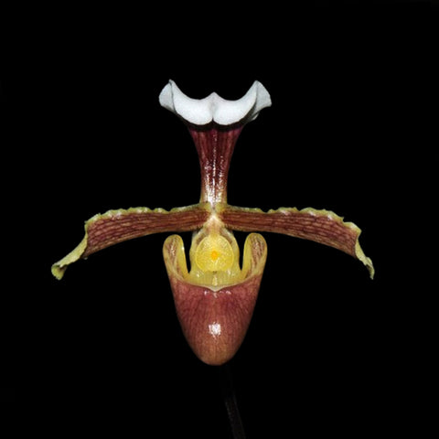 [Bare-root] Paph. coccineum xsib 猩紅兜蘭 [Jan preorder 26]