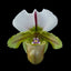 [Bare-root] Paph Bruno 大青蚛兎 [2.4" BS][Wishlist]