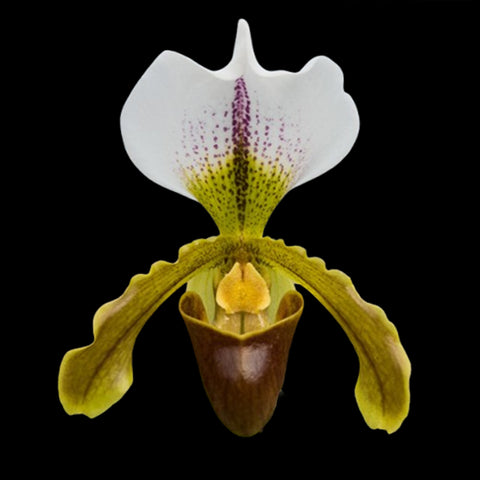 [Bare-root] Paph. Leeanum 里昂兜蘭  [Jan preorder 26]