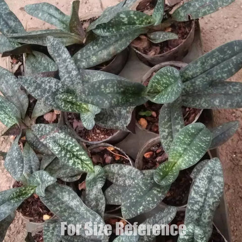 帕夫。 leucochilum × sib 尼克兄弟交