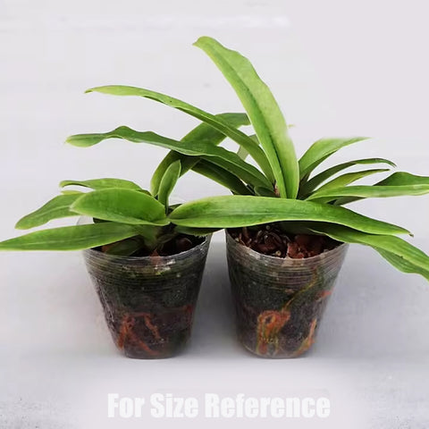 帕夫。 spicerianum × sib 小青蛙兄弟交