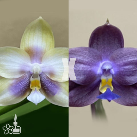 [Bare-root] Phal. Smiley Prince x Peter Blue Diamond [Jan preorder 26]