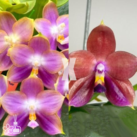 [Bare-root] Phal. Mituo Reflex Dragon ‘blue-2’ x Yin’s Dream of Blue 夢龍 [Jan preorder 26]