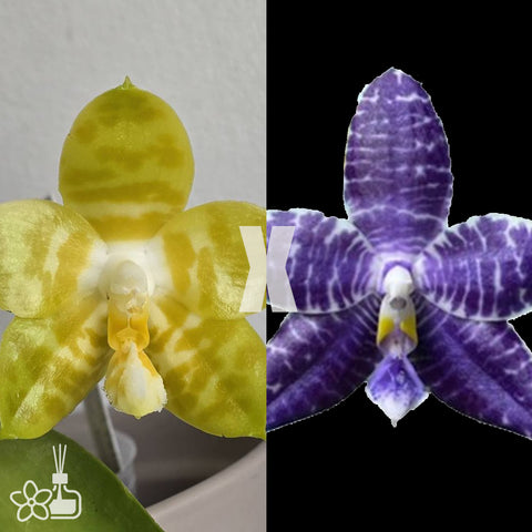 [Bare-root] Phal. Yin’s Spotted Emerald x Lioulin BLue Parrot 翠鸚  [Jan preorder 26]