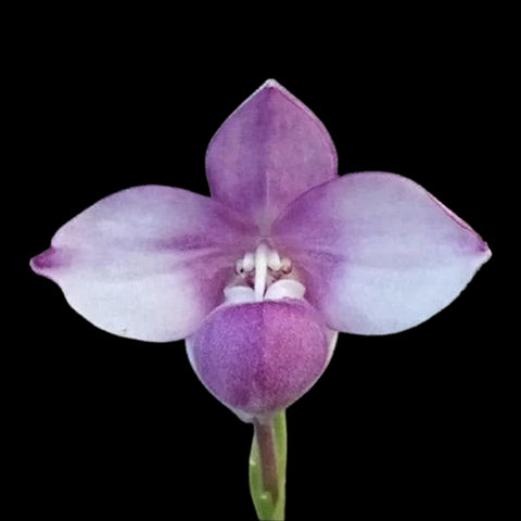 [Bare-Root]Phrag. fischeri [Wishlist]