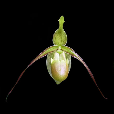 [Bare-Root]Phrag. longifolium clb [Wishlist]