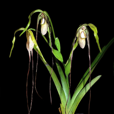 [Bare-Root]Phrag. warszewiczianum [Wishlist]