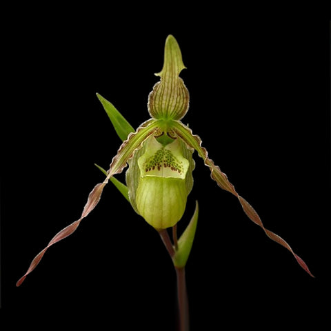 [Bare-Root]Phrag. x richteri [Wishlist]