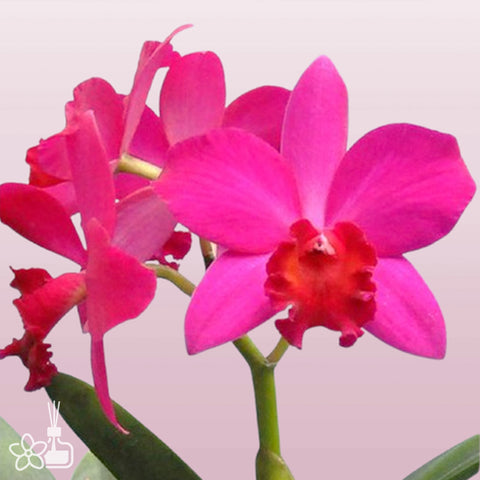 [Bare-root] #Mini Cat# Slc. Love Castle 'Kurenai'  愛的城堡/可麗娜 [Jan preorder 26]