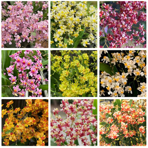 Onc。未知混合 '迷你' 混合顏色。迷你香水(混色)