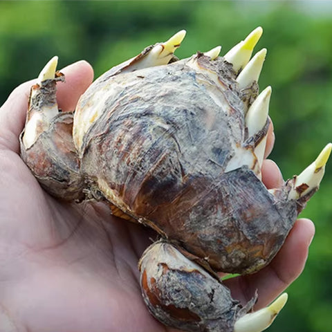 [Bulb]Narcissus tazetta var. chinensis ‘JIN-SHUI-XIAN' 中國水仙 '金水仙' x10 [Retail Jan Preorder]