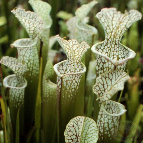 [Bare-root] Sarracenia leucophylla 白瓶  [Jan CP 26]
