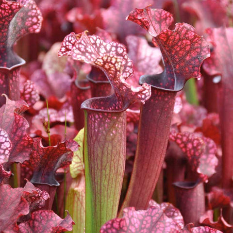 [Bare-root] Sarracenia 'Judith Hindle'  朱迪斯瓶子草 [Jan CP 26]