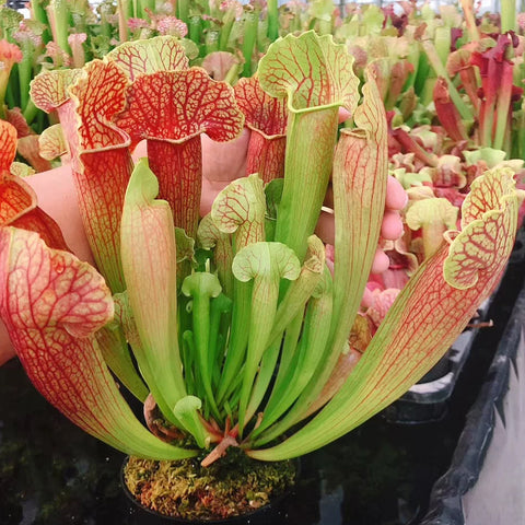 [Bare-root] Sarracenia x swaniana 天鵝瓶 [Jan CP 26]
