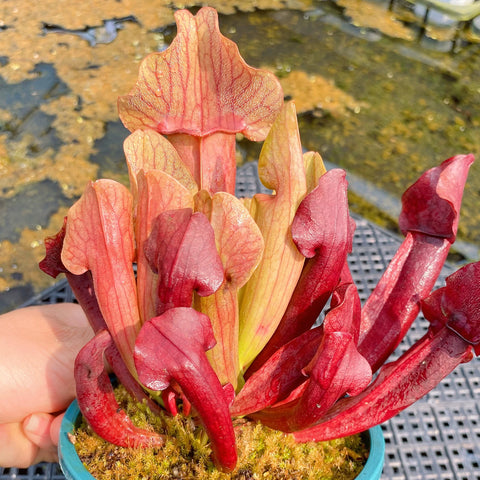 [Bare-root] Sarracenia x chelsonii 查爾遜瓶 [Jan CP 26]