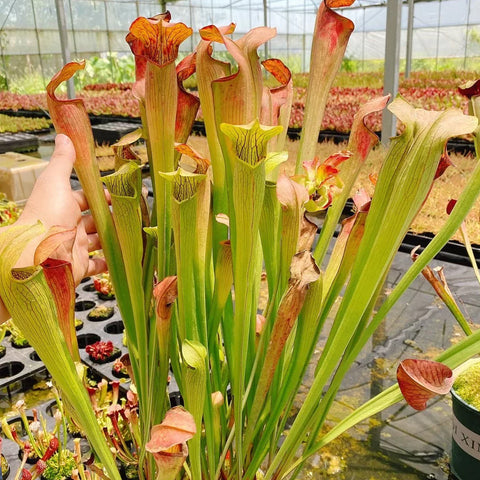 [Bare-root] Sarracenia alata 翼狀瓶子草 [Jan CP 26]
