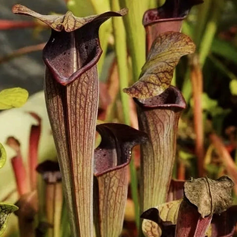 [Bare-root] Sarracenia alata 'Black Tube' 黑管翼狀瓶子草 [Jan CP 26]