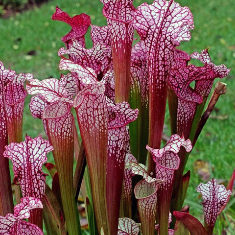 [Bare-root] Sarracenia 'Dana's Delight'  丹娜瓶子草 [Jan CP 26]