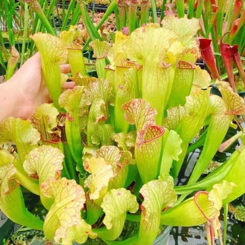 [Bare-root] Sarracenia × farnhamii 花哈密瓶子草 [Jan CP 26]
