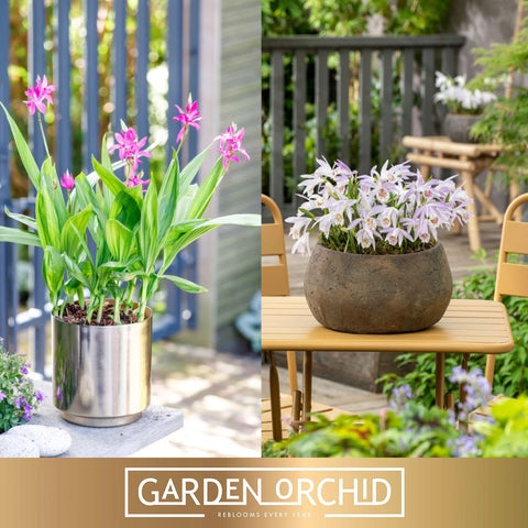 [Bare-root] Orchidee mixed Garden Orchid 6+ mixed 混色地生蘭x10 [Feb Retail 26]