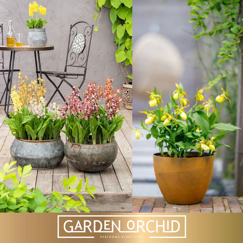 [Bare-root] Orchidee mixed Garden Orchid 6+ mixed 混色地生蘭x10 [Feb Retail 26]