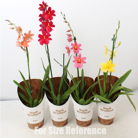 [Bare-root] Cambria 'Nelly Isler' mixed 12 cm 混色內莉x10 [Feb Retail 26]