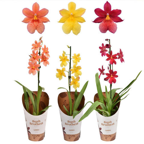 [Bare-root] Cambria 'Nelly Isler' mixed 12 cm 混色內莉x10 [Feb Retail 26]