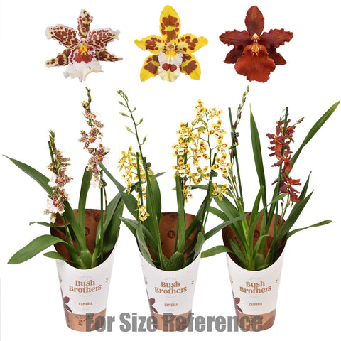 [Bare-root] Vuylstekeara plush Cambria mixed 12 cm 彗星蘭混色 x10 [Feb Retail 26]