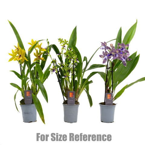 [Bare-root] Zygopetalum mixed 9cm 紫香蘭混色 x14 [Feb Retail 26]