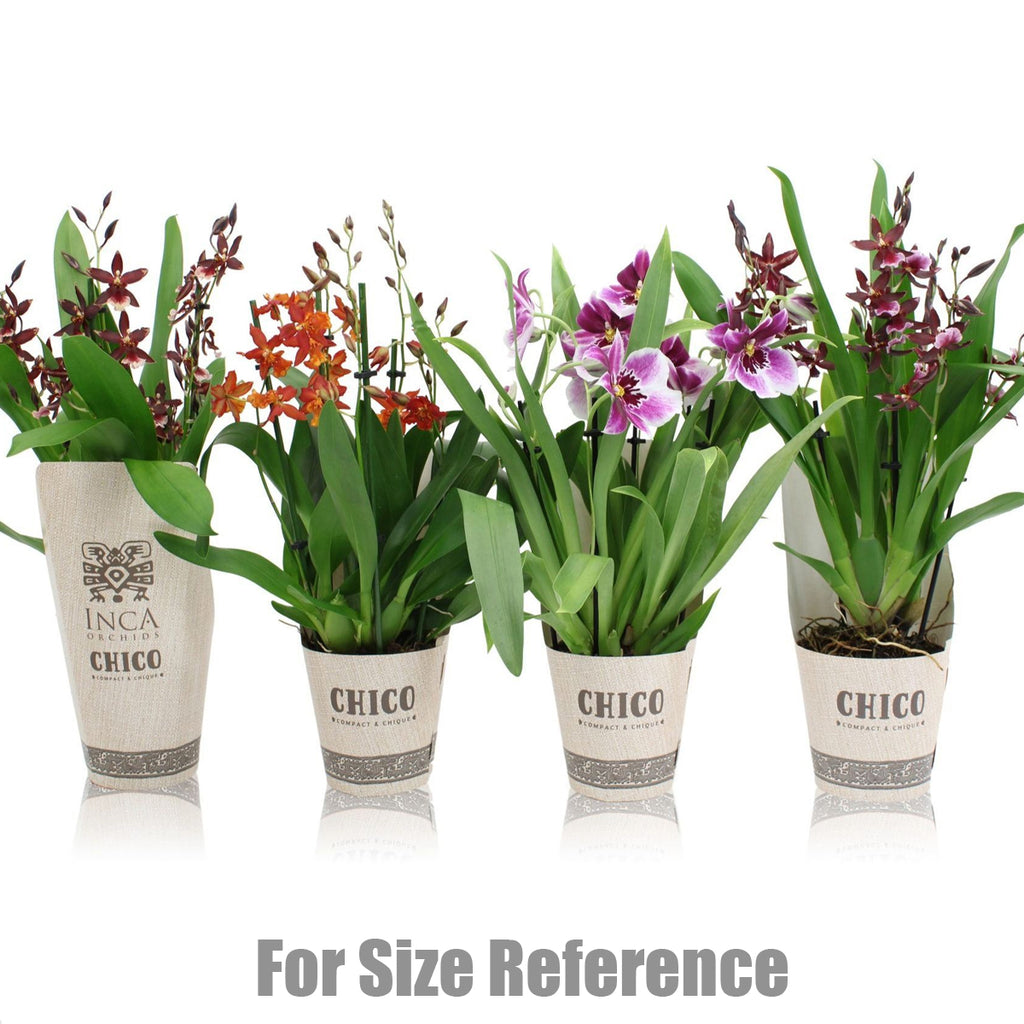 [Bare-root] Orchidee mixed Inca Orchid mixed Chico 混色文心蘭 x10 [Feb Reta ...