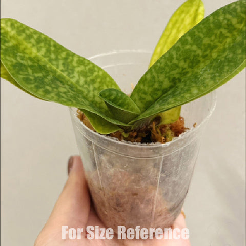 [Bare-root] Paph. niveum × Doya Impulse [Feb preorder 26]