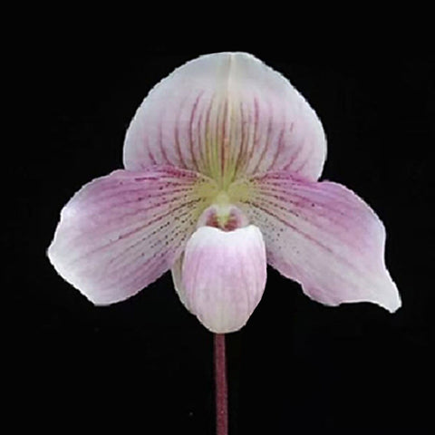 [Bare-root] Paph. niveum × Doya Impulse [Feb preorder 26]