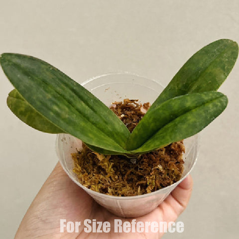 [Bare-root] Paph. Doya Impulse × bellatulum [Feb preorder 26]