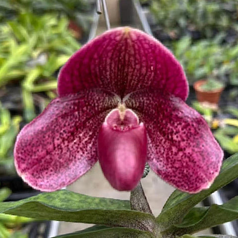 [Bare-root] Paph. Doya Impulse × bellatulum [Feb preorder 26]