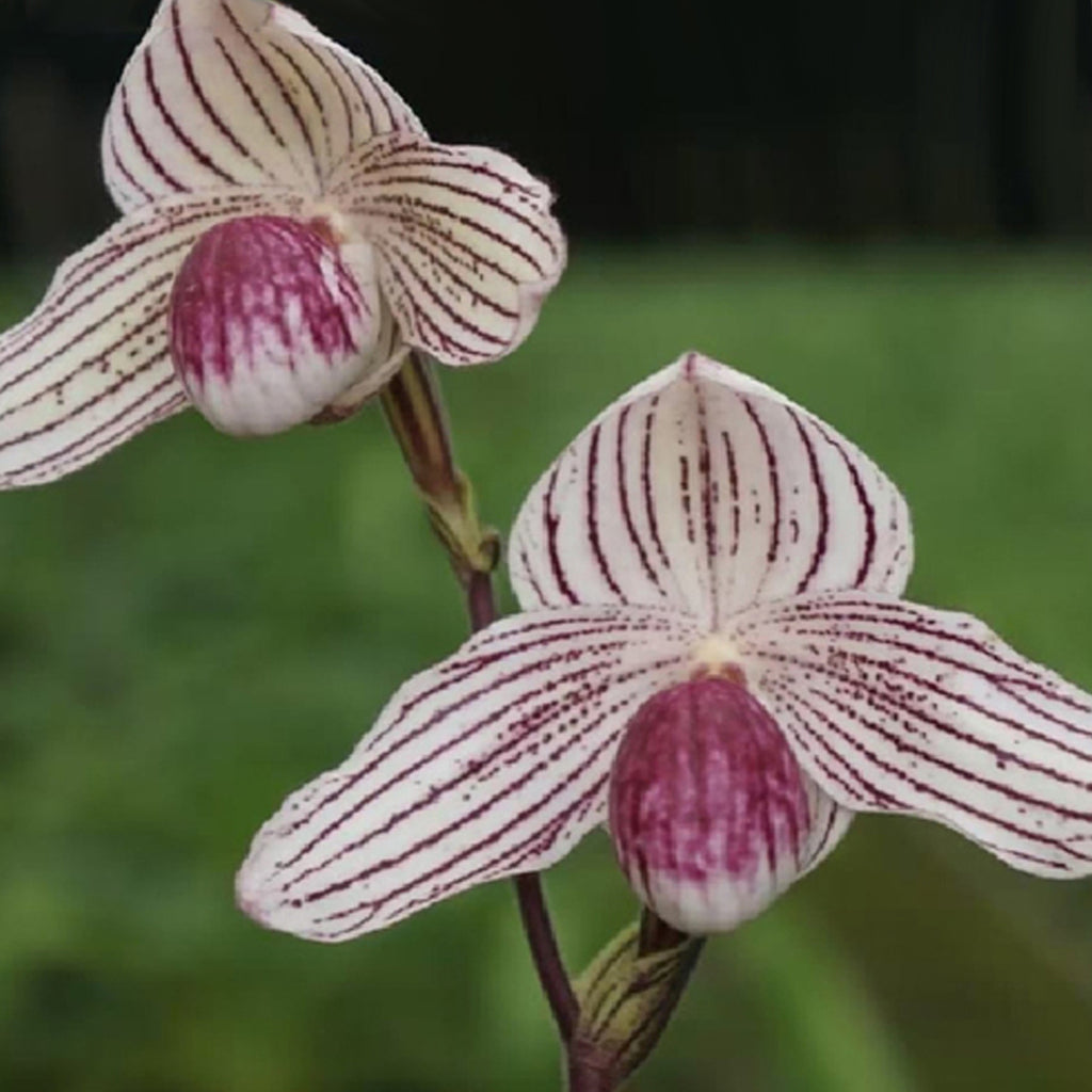 [Bare-root] Paph. thaianum × roth 小泰國國王 [NBS][Jun in stock] – Orchidmart